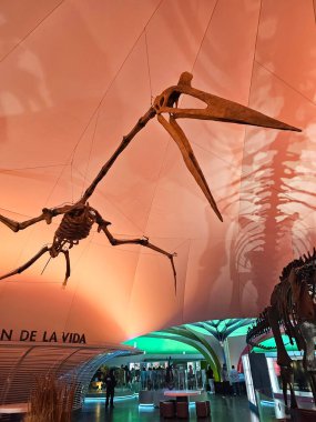 Mexico City, Mexico - 26 Mart 2025: Doldurulmuş hayvan örnekleri, fosiller, kayalar, mineraller, heykeller ve modellerle Doğal Tarih ve Çevre Kültürü Müzesi
