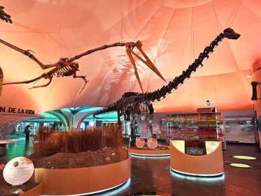 Mexico City, Mexico - 26 Mart 2025: Doldurulmuş hayvan örnekleri, fosiller, kayalar, mineraller, heykeller ve modellerle Doğal Tarih ve Çevre Kültürü Müzesi