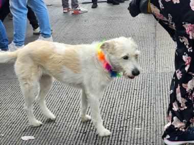 Mexico City, Mexico - 29 Haziran 2024: CDMX 'teki LGBT + gurur yürüyüşü, cinsel ve cinsiyet çeşitliliğini, lezbiyen, eşcinsel, biseksüel, transseksüel eşcinsellerin eşit hakları için yapılan bir gösteridir.