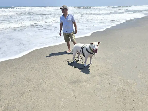 Yetişkin Latin bir adam köpeğini sahil kenarında gezdirir. Duygusal destek köpeğiyle mesleki bir terapi olarak.