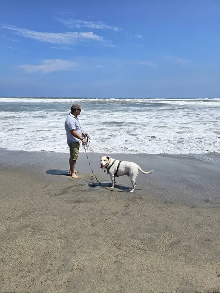 Yetişkin Latin bir adam köpeğini sahil kenarında gezdirir. Duygusal destek köpeğiyle mesleki bir terapi olarak.