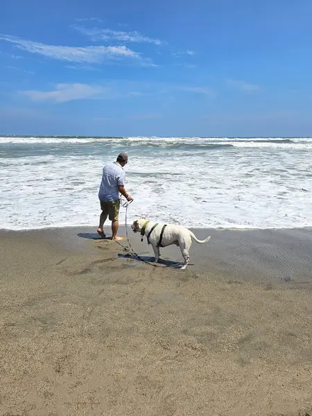 Yetişkin Latin bir adam köpeğini sahil kenarında gezdirir. Duygusal destek köpeğiyle mesleki bir terapi olarak.