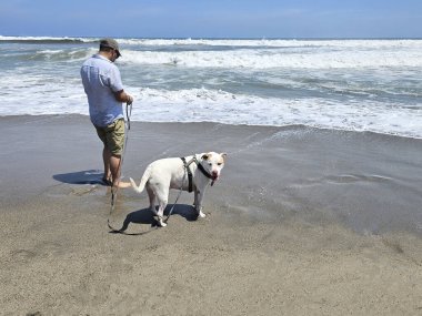 Yetişkin Latin bir adam köpeğini sahil kenarında gezdirir. Duygusal destek köpeğiyle mesleki bir terapi olarak.
