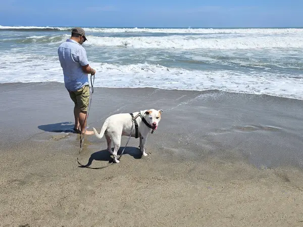 Yetişkin Latin bir adam köpeğini sahil kenarında gezdirir. Duygusal destek köpeğiyle mesleki bir terapi olarak.
