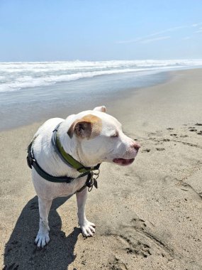 Beyaz bir pitbull, cilt bakımı için plajda güneş kremi sürerek yürüyor ve koşuyor.