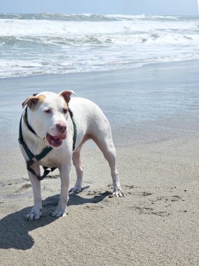 Beyaz bir pitbull, cilt bakımı için plajda güneş kremi sürerek yürüyor ve koşuyor.