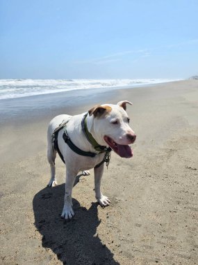 Beyaz bir pitbull, cilt bakımı için plajda güneş kremi sürerek yürüyor ve koşuyor.