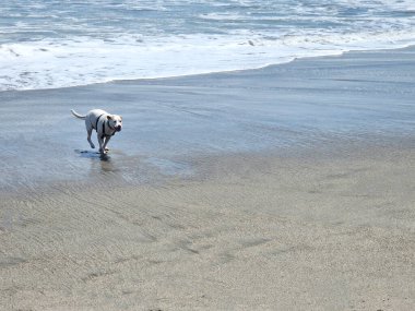 Beyaz bir pitbull, cilt bakımı için plajda güneş kremi sürerek yürüyor ve koşuyor.