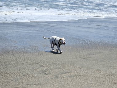 Beyaz bir pitbull, cilt bakımı için plajda güneş kremi sürerek yürüyor ve koşuyor.