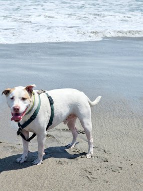 Beyaz bir pitbull, cilt bakımı için plajda güneş kremi sürerek yürüyor ve koşuyor.