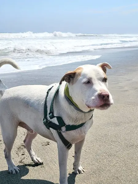 Beyaz bir pitbull, cilt bakımı için plajda güneş kremi sürerek yürüyor ve koşuyor.