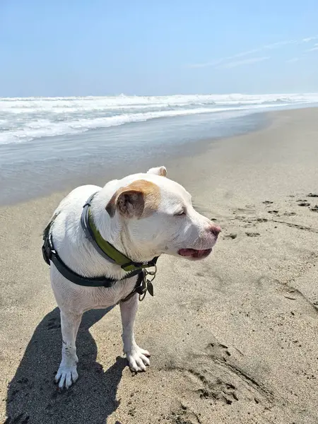 Beyaz bir pitbull, cilt bakımı için plajda güneş kremi sürerek yürüyor ve koşuyor.