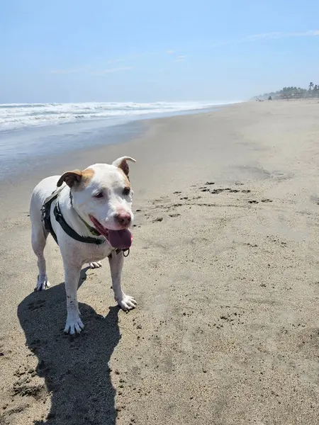 Beyaz bir pitbull, cilt bakımı için plajda güneş kremi sürerek yürüyor ve koşuyor.