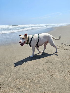 Beyaz pitbull, cilt bakımı için plajda güneş kremiyle yürüyor ve koşuyor.