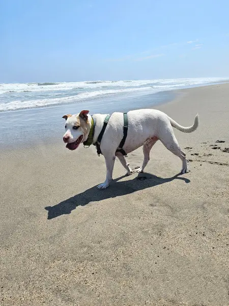 Beyaz pitbull, cilt bakımı için plajda güneş kremiyle yürüyor ve koşuyor.