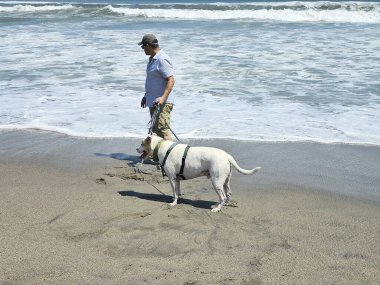 Yetişkin bir adam, plajda terapi olarak beyaz pitbull 'uyla yürüyor ve yanında depresyon ve anksiyeteye karşı beslediği duygusal destek de var.