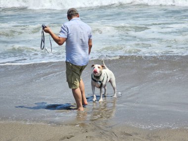 Yetişkin bir adam, plajda terapi olarak beyaz pitbull 'uyla yürüyor ve yanında depresyon ve anksiyeteye karşı beslediği duygusal destek de var.