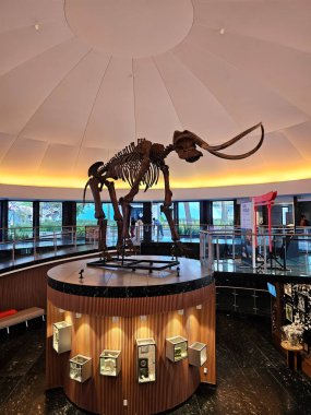 Mexico City, Meksika - 26 Mart 2025: Chapultepec, CDMX 'teki Doğa Tarihi ve Çevre Kültürü Müzesi' nin girişinde mamut iskeleti