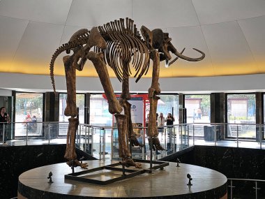 Mexico City, Meksika - 26 Mart 2025: Chapultepec, CDMX 'teki Doğa Tarihi ve Çevre Kültürü Müzesi' nin girişinde mamut iskeleti