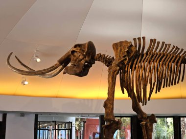 Mexico City, Meksika - 26 Mart 2025: Chapultepec, CDMX 'teki Doğa Tarihi ve Çevre Kültürü Müzesi' nin girişinde mamut iskeleti