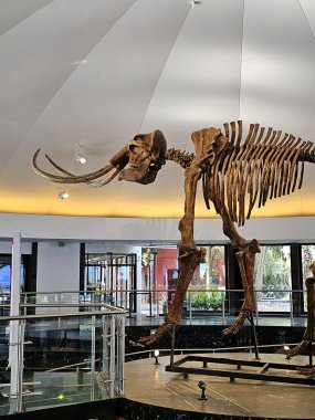 Mexico City, Meksika - 26 Mart 2025: Chapultepec, CDMX 'teki Doğa Tarihi ve Çevre Kültürü Müzesi' nin girişinde mamut iskeleti