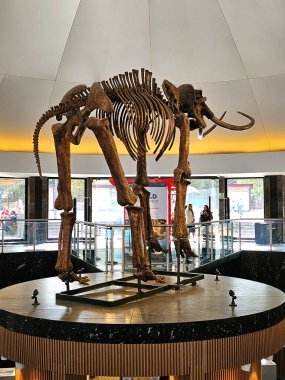 Mexico City, Meksika - 26 Mart 2025: Chapultepec, CDMX 'teki Doğa Tarihi ve Çevre Kültürü Müzesi' nin girişinde mamut iskeleti