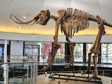Mexico City, Meksika - 26 Mart 2025: Chapultepec, CDMX 'teki Doğa Tarihi ve Çevre Kültürü Müzesi' nin girişinde mamut iskeleti