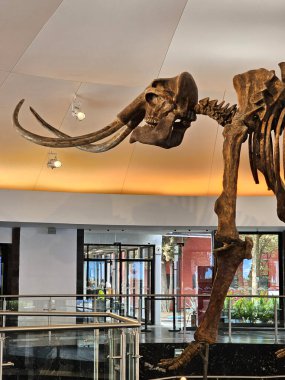 Mexico City, Meksika - 26 Mart 2025: Chapultepec, CDMX 'teki Doğa Tarihi ve Çevre Kültürü Müzesi' nin girişinde mamut iskeleti