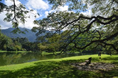 Taiping Lake Gardens 'ın güzel manzarası. Taiping 'de, Malezya' nın Perak eyaletinde eski bir kasabadır.. 