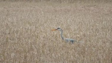 Grey Heron hunts in a grassy lake. Grey Heron in the habitat. 4k video footage. West Lothian, Scotland