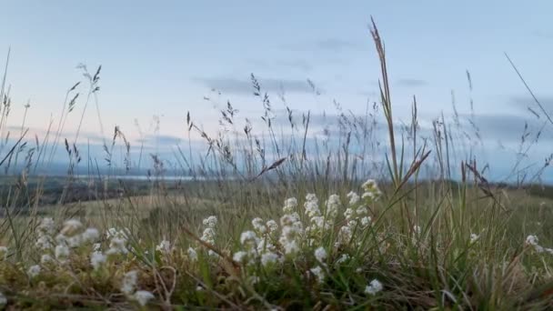 Close Grass Meadow Swaying Wind West Lothian Scotland — Stock videók
