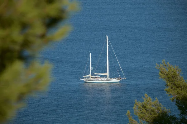 A yacht at sea, framed by pine branches on a summer day. Italian Riviera, Liguria, Italy