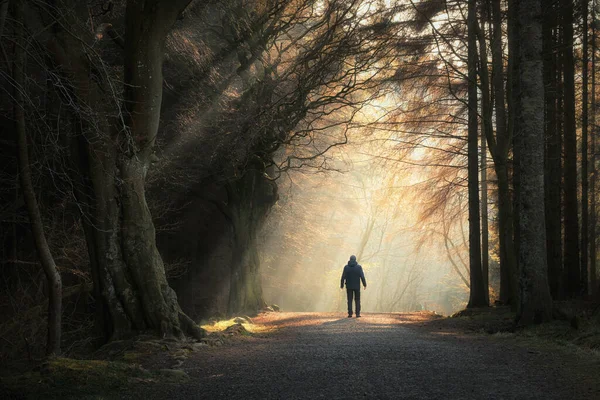 Ağaçların arasından süzülen güneş ışığıyla ormanda yürüyen bir adam. Beecraigs Country Park, Batı Lothian, İskoçya