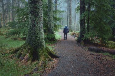 Bir adam sis kaplı büyük ağaçlarla bir kır parkında bir patika boyunca yürüyor. Beecraigs Country Park, Batı Lothian, İskoçya