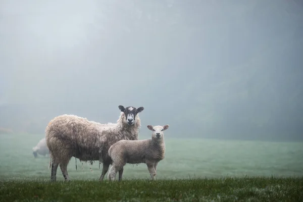 Mglista Mgła Wiejskiej Łące Duszpasterskiej Owcami Owcami Jagnięcinami Szkockich Terenach — Zdjęcie stockowe