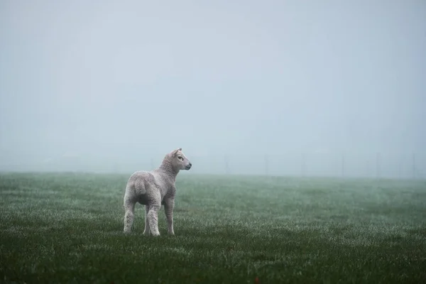 Mglista Mgła Wiejskiej Wiejskiej Łące Pasterskiej Jagnięciną Szkockiej Farmie Szkocja — Zdjęcie stockowe