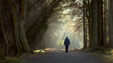 Ağaçların arasından süzülen güneş ışığıyla ormanda yürüyen bir adam. 4k video. Beecraigs Country Park, Batı Lothian, İskoçya
