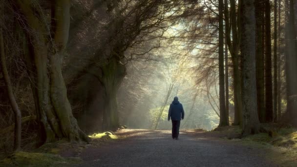 Muž Kráčející Lesním Pruhu Slunečním Světlem Které Pronikalo Mezi Stromy — Stock video
