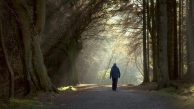 Ağaçların arasından süzülen güneş ışığıyla ormanda yürüyen bir adam. 4k video. Beecraigs Country Park, Batı Lothian, İskoçya