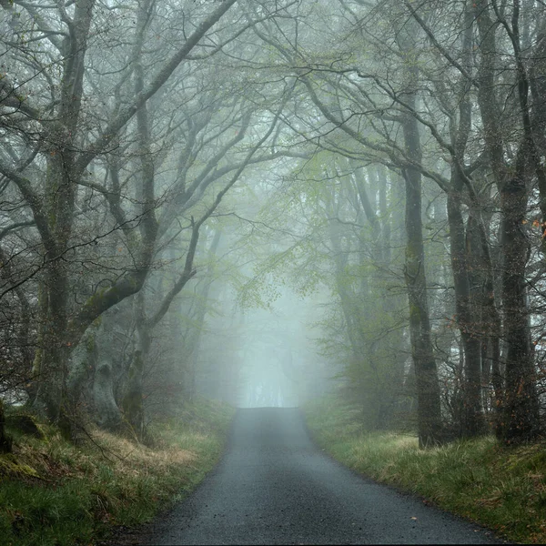 Empty Road Trees Strong Morning Fog Alley Beecraigs Country Park — Stock Photo, Image
