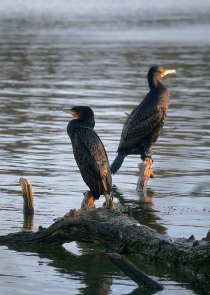 İki büyük karabatak, Phalacrocorax carbo, gölde bir çıkmazda oturuyor. Büyük karabatak, büyük siyah karabatak ya da siyah sevişme olarak bilinir. Linlithgow Gölü, İskoçya