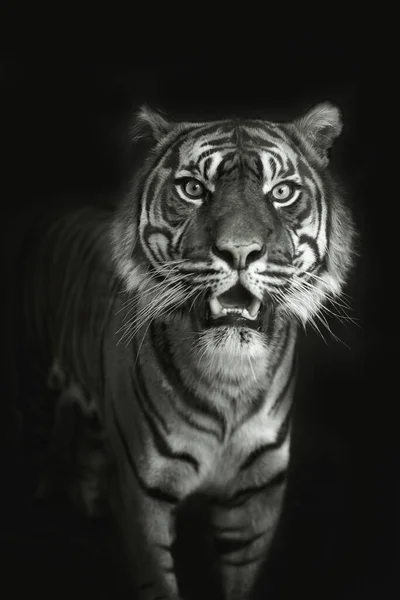 Black and white portrait of a tiger walking straight and looking at camera across a black background