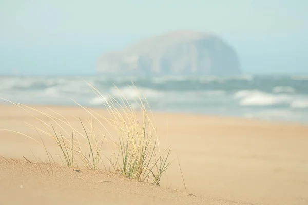 岩石岛上对面的沙滩上的草 模糊的背景 苏格兰东部福思河畔的巴斯岩岛 Bass Rock 苏格兰 联合王国 — 图库照片