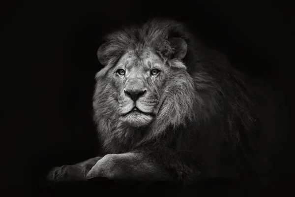 Czarno Biały Portret Siedzącego Samca Lwa Zbliżenie Odizolowanym Czarnym Tle — Zdjęcie stockowe