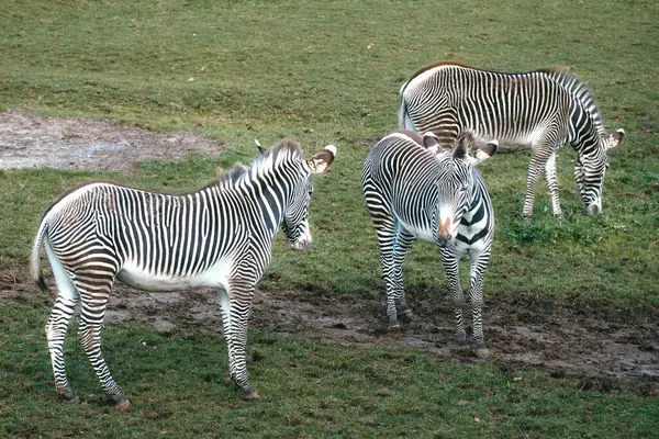 Três Zebras Alimentando Grama Verde — Fotografia de Stock