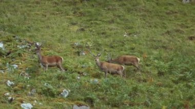 Bir dağ yamacında duran bir çift İskoç kızıl geyiği Cervus elaphus scoticus. Kuzey Batı Sutherland, İskoçya