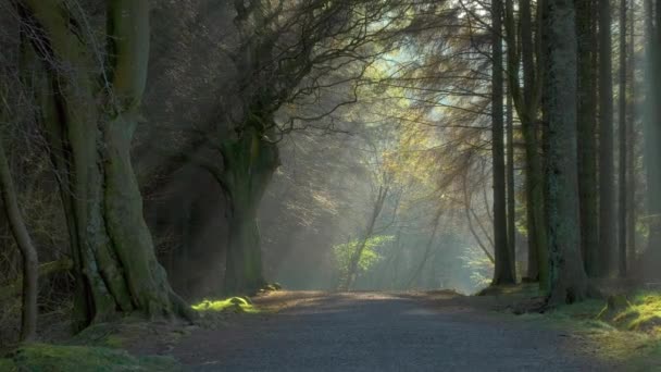 Sentier Dans Forêt Avec Lumière Soleil Qui Traverse Les Arbres — Video