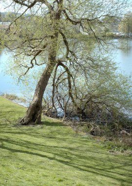 A tree with fresh green leaves on the lake shore in spring. Linlithgow Loch, West Lothian, Scotland clipart