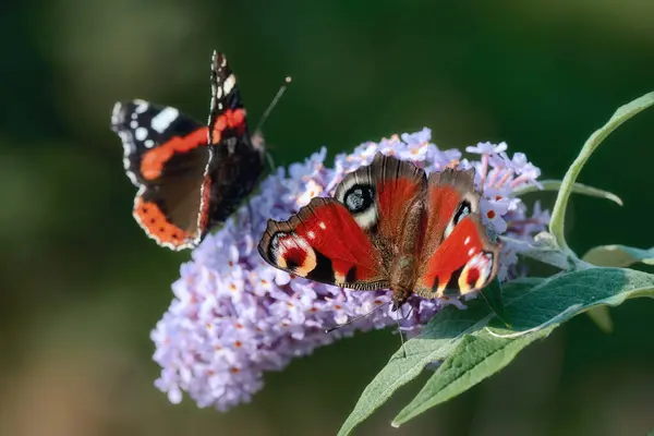 Yazın bir çiçekte iki kral kelebeği. Kral kelebeği çiçekten nektar topluyor. Leven Gölü, İskoçya