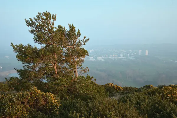 Güneşli bir günde, sisli ya da soğuk deniz sisi altında, şehir merkezinin altındaki Arthurs Koltuğu 'ndaki çam ağaçları ve çalılar. Edinburgh, İskoçya, Birleşik Krallık
